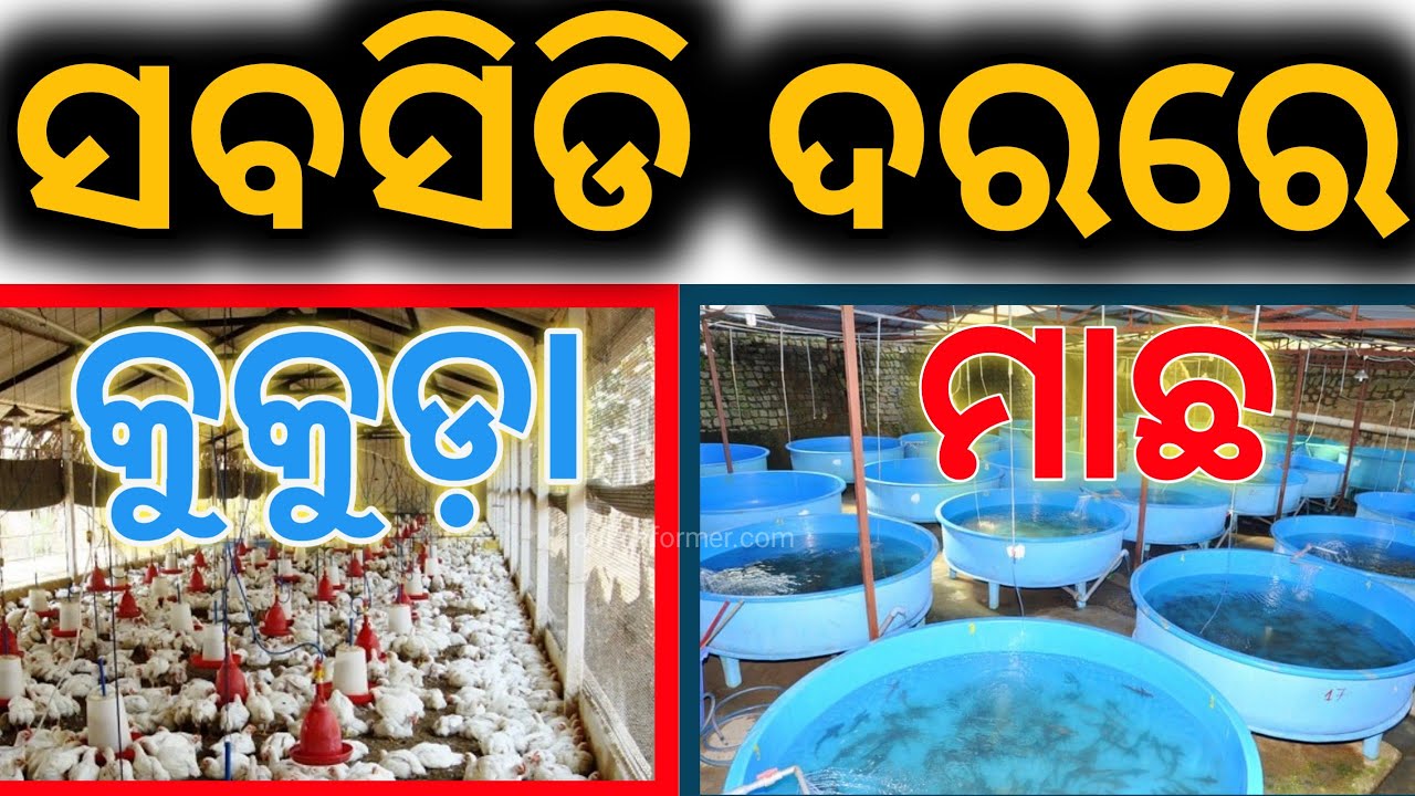 how-to-get-government-subsidy-for-fish-farming-odia-informer-youtube