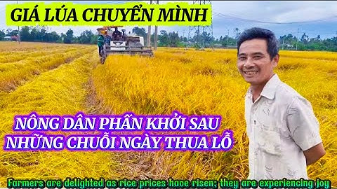 GIÁ LÚA BẤT NGỜ KHỞI SẮC TRỞ LẠI NÔNG DÂN VỠ ÒA NIỀM VUI KHI BẮT ĐẦU CÓ LỜI|Giải Trí Miền Tây