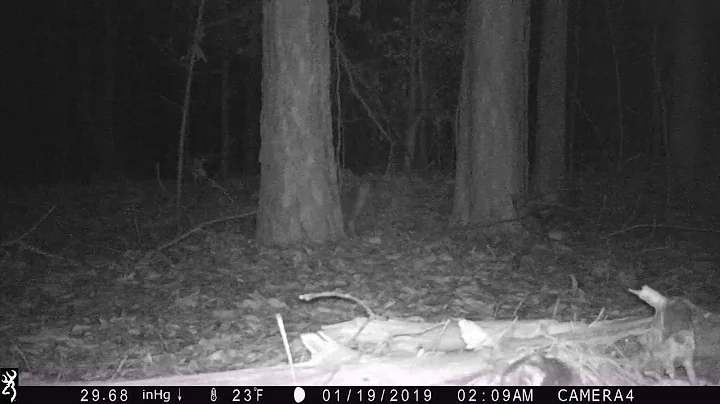 2019 Predator Contest - Jen Baucom, North Carolina