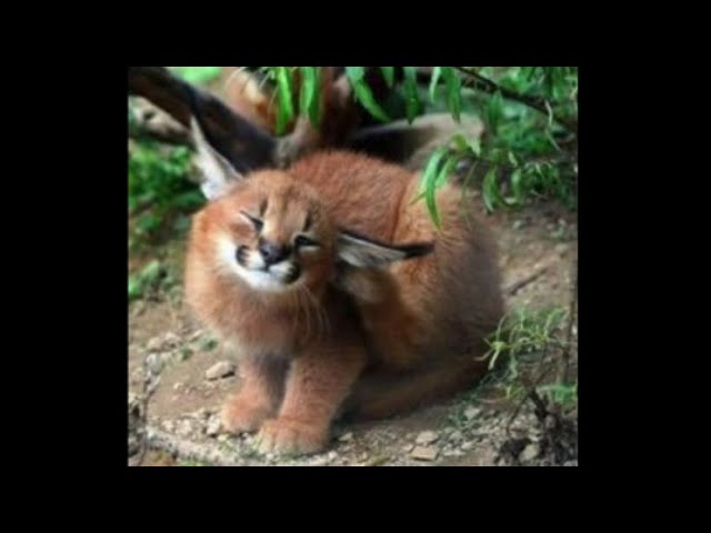 Baby Floppa #pinkcore #floppa #caracal #cat #meow #animal #cute