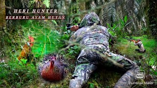 berburu ayam hutan dan jumpa banyak anakan ayam hutan yg baru menetas