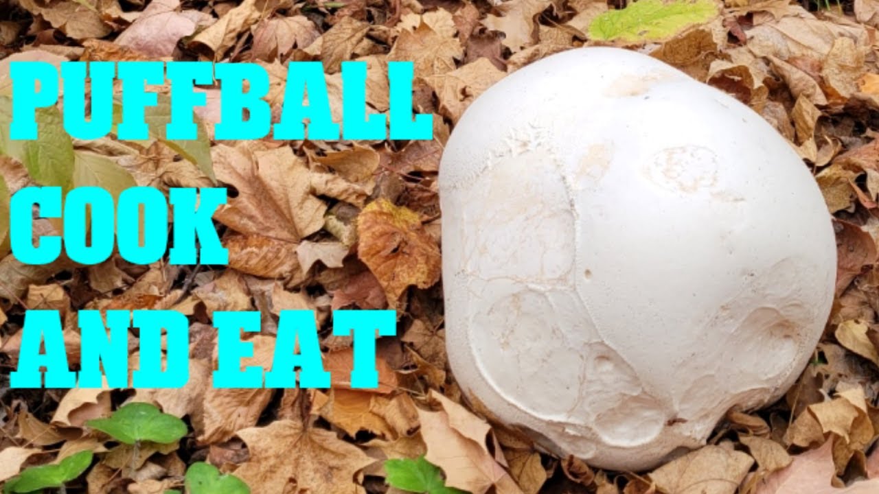 Puffball mushroom Cook and Eat! YouTube