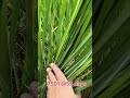Sava 7501 @55 days #agriculture #farming #jattlifestudios #jattvibes