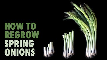 How to regrow Spring Onions (in water)