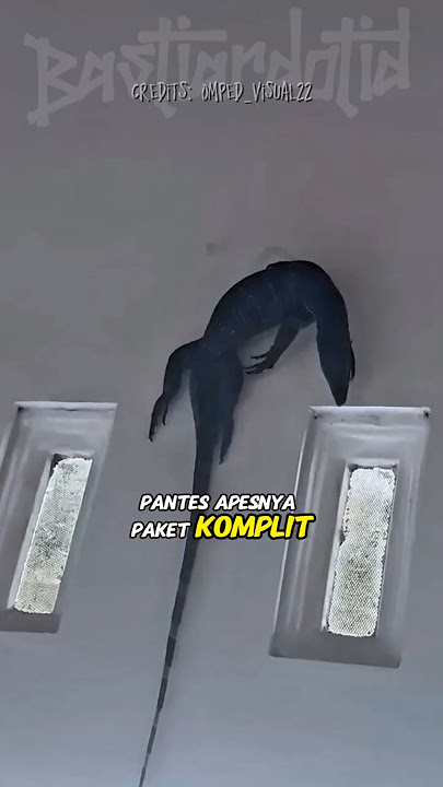 Mitos Kejatuhan Cicak: Dari Apes Biasa Sampai Apes Level Dewa!#shorts #comedy #lucu #kocak