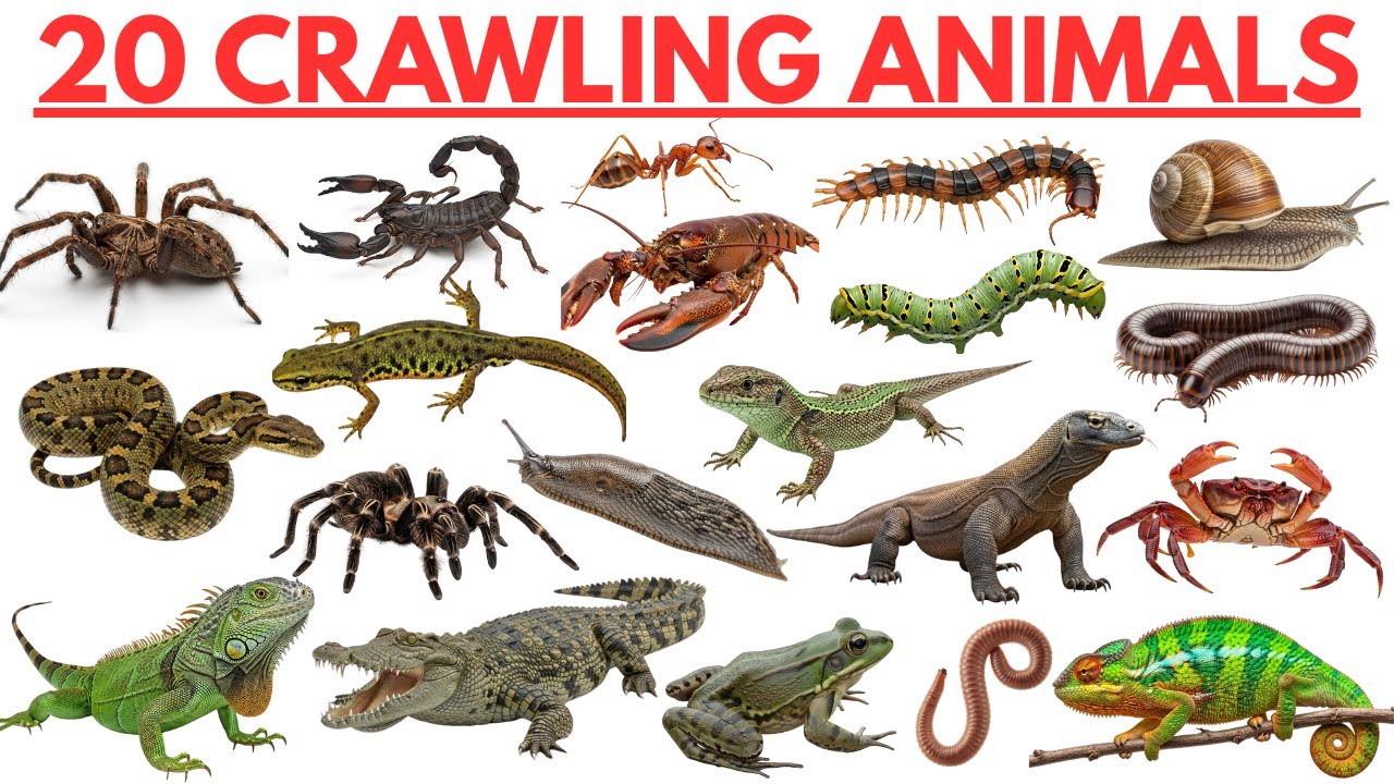 20 Crawling Animals Name | Learn Crawling Animals For Kids in English |