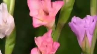 Ömrümüz Bir Güle Benzer.açlibsa Solacaqdir