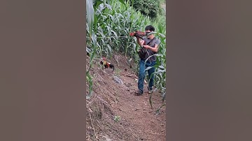 gà rừng mã cực xong. qaib qus daj zoo nkauj khav theeb tiag tiag