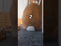 今日のしっぽ隠し