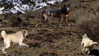 KaNGaL Attack the Giant Black WoLF by Planet Of The Dogs 7,129,426 views 3 years ago 2 minutes, 8 seconds