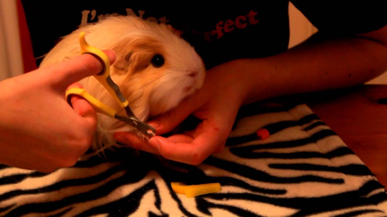 Tips For Cutting Guinea Pigs Nails YouTube