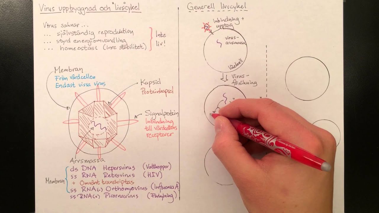 Virus,  Uppbyggnad och livscykel