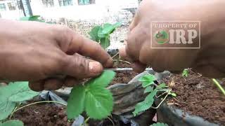 Fast Way to Multiply CALIFORNIA STRAWBERRY Plants