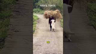 Nenek Tua Dikejar Anjing Besar #short #shortvideo