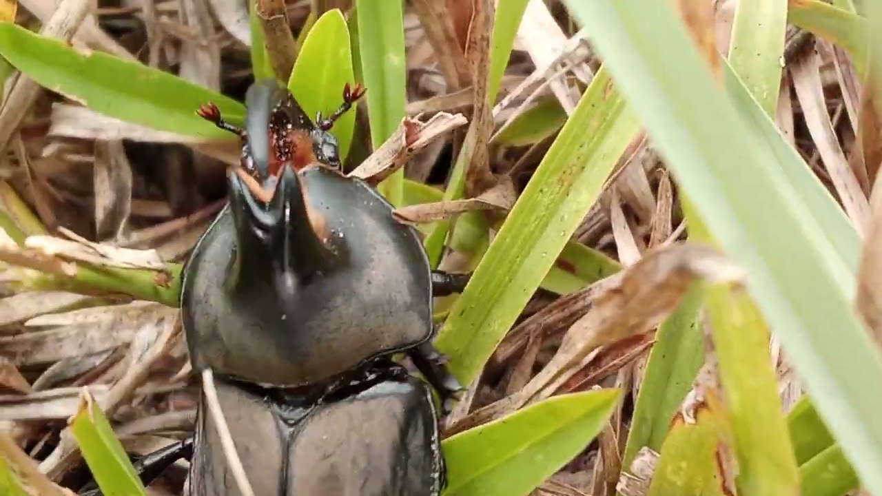 UN TITÁN CON CUERNO