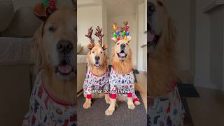 We want you to see our pajamas #goldenretriever