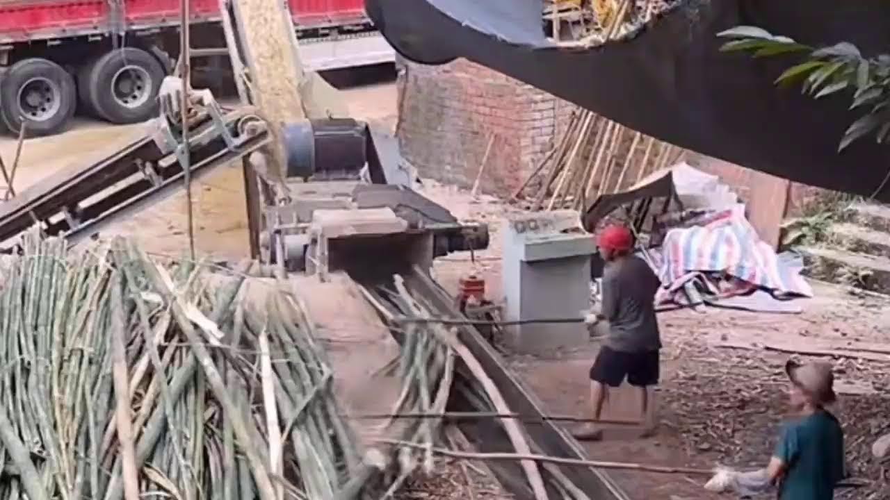 🔴Live: 50-Ton Bamboo Crushing Line in Action