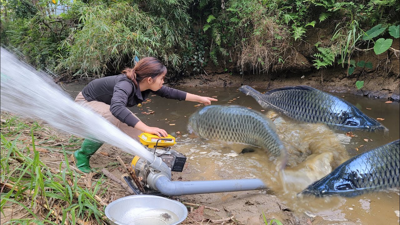 Meet the giant fish. Discover a wild puddle. The girl caught many giant ...