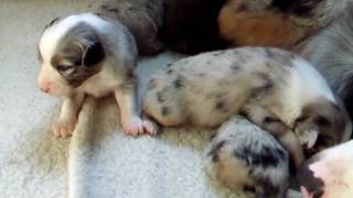 DSCF7067.AVI