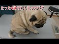 たった4歳で亡くなったパグ おまめについてお話します。