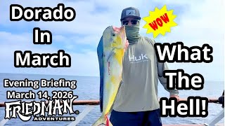 Tomahawk Dorado Catch! Yellowtail at Coronados, Daytime Bluefin, Wintertime Craziness 