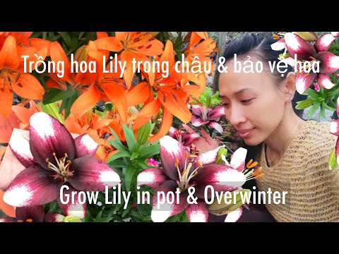 Video: Bảo quản Củ Lily: Cách Chăm sóc Cây Lily trong Mùa đông