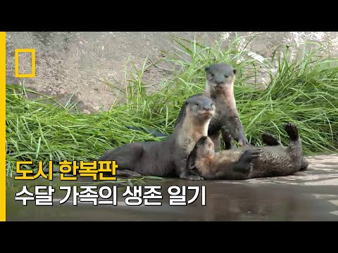 도시 배수로에 사는 <strong>수달</strong> 가족의 하루