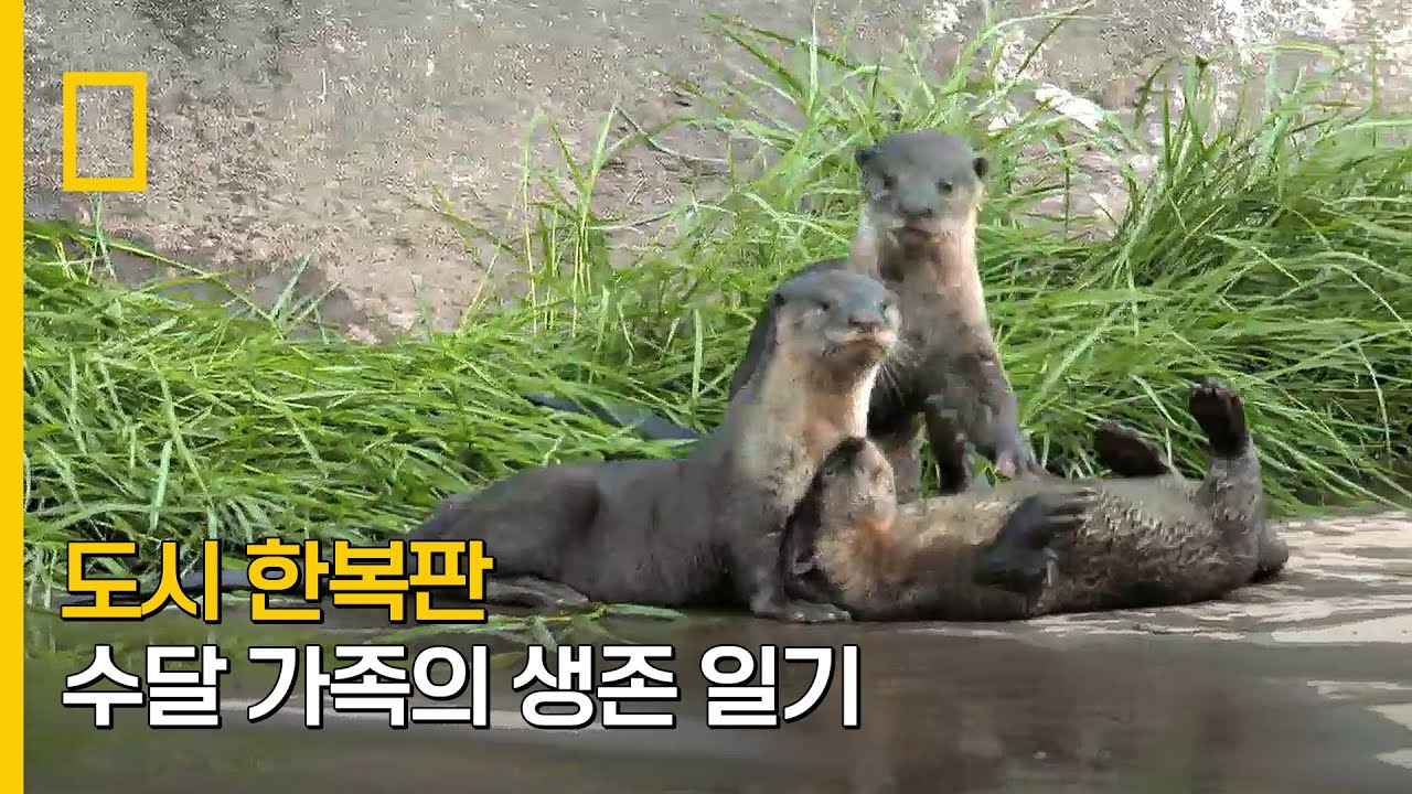 도시 한복판 수달 가족의 생존 일기