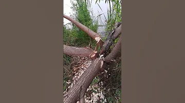 Как узнать, что здесь живут бобры