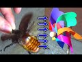 Turn a windmill with a horned beetle | カブトムシの羽ばたく風圧で風車をまわしてみた
