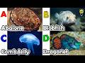 Learn Ocean Animal Names | ABC Sea Animals song | Most Popular Sea Creatures | Alphabets Kids Song