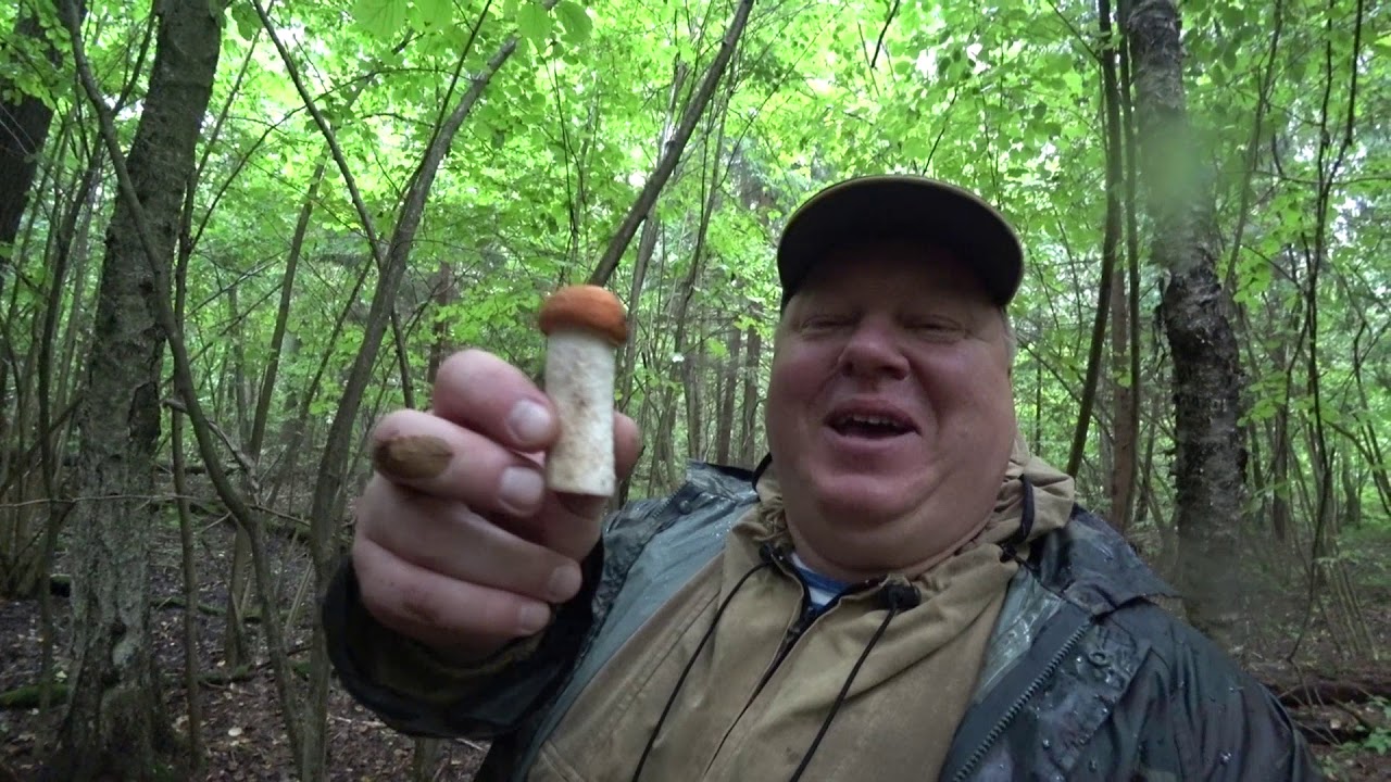 Поход за грибами,потерялись в лесу - YouTube