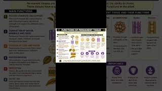 class -9 science chapter 2( tissues in action)
