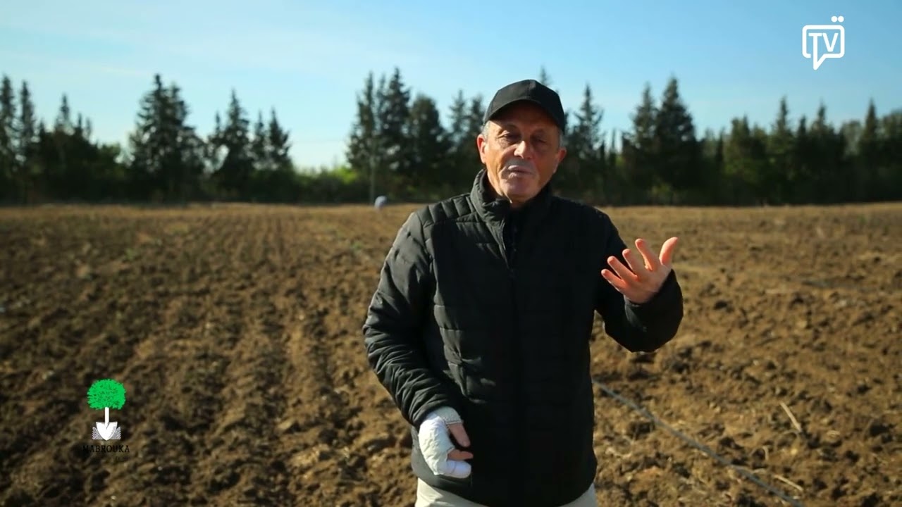 الخروب أقل إستهلاك للماء ومردودية كبيرة للفلاح