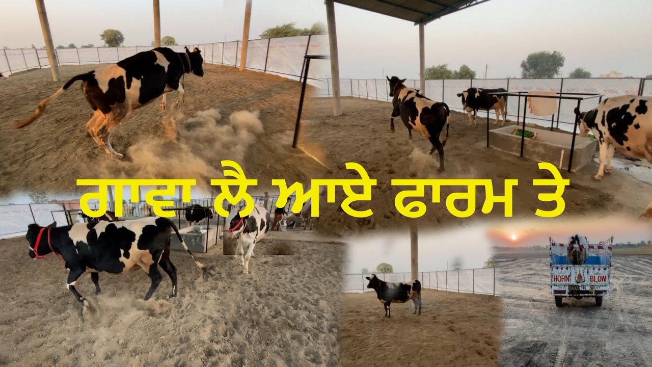 ਗਾਵਾ ਲੈ ਆਏ ਫਾਰਮ ਤੇ । ਡੇਅਰੀ ਫਾਰਮ ਪੰਜਾਬ । dairy farm punjab 