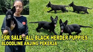 For Sale : All Black Herder Puppies  Bloodline Anjing Pekerja