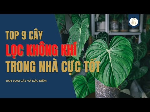 Video: Các Loại Cây Không Khí: Các Loại Cây Không Khí Khác Nhau Là Gì