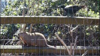 Crow is intent on trolling groundhog on the fence