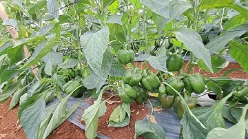 kỹ thuật trồng ớt chuông