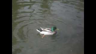 DSCF6325.AVI