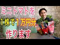 【ミニトマト】これだけで収穫量が爆増します！【園芸】【ガーデニング】