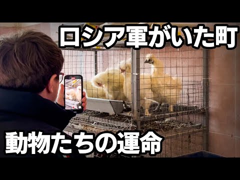 ウクライナで生き延びた動物たちの現実