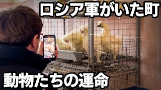 ウクライナで生き延びた動物たちの現実