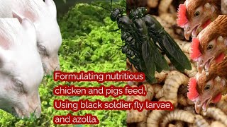 Formulating nutritious chicken feed, using black soldier fly larvae, and azolla