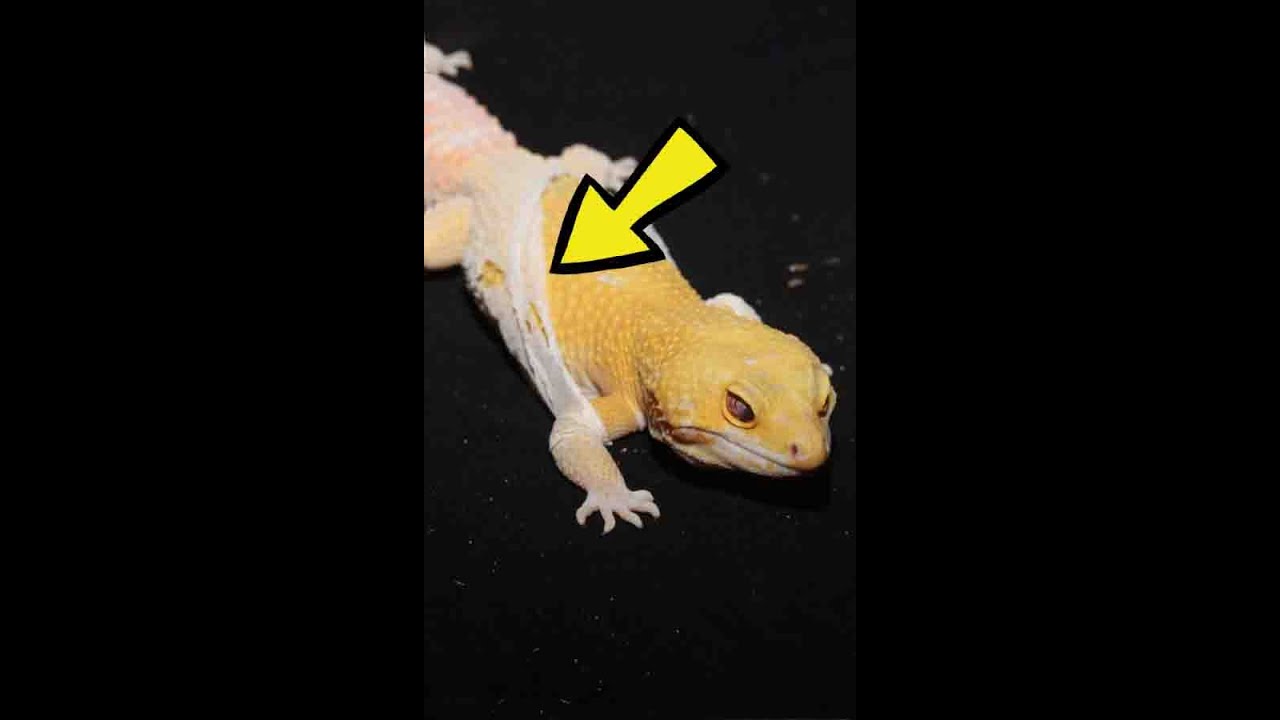 Why Do Reptiles Shed Their Skin? - YouTube