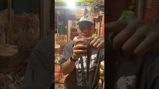 Musang Pandan Baby Jinak Lucu Lucu Gemoy Nihh