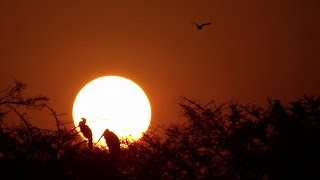 UN OBSERVATOIRE A OISEAUX PRISE