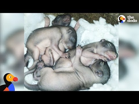 Video: Pet Sudu: Lil Bub Menghidupkan Bintang Kuasa di N.Y., Moms Squirrel Merah Memberi Kelebihan Pups