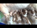 Puppies nursing while mom stands