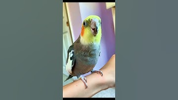 This parrot is imitating the sounds from the computer. #parrots #pets